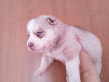 Siberian husky con pedigree