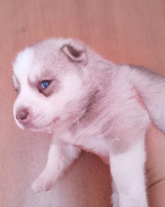 Siberian husky con pedigree