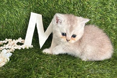Gattini British shorthair