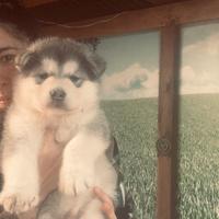 Cucciolo di Alaskan malamute