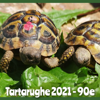 Tartarughe di terra 2021 - Testudo THB