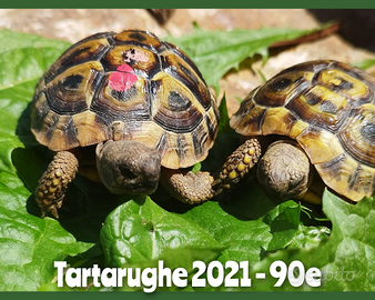 Tartarughe di terra 2021 - Testudo THB