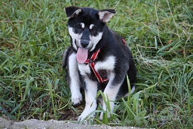 Cucciola stupenda mix pastorina in adozione