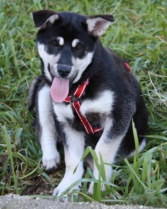 Cucciola stupenda mix pastorina in adozione