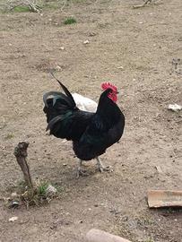 Gallo australop nero