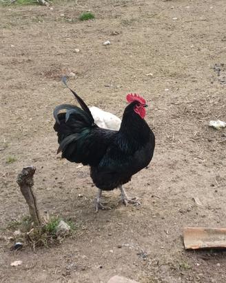 Gallo australop nero