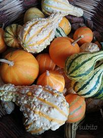 piccole zucche 