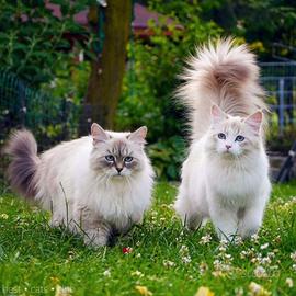 Gattini siberiani puri ipo allergenico da espo