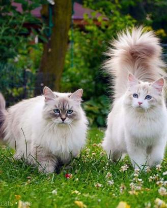 Gattini siberiani puri ipo allergenico da espo