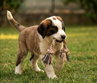 Cuccioli Pastore Asia Centrale aborigeno