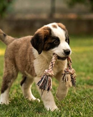 Cuccioli di Pastore dell'Asia Centrale aborigeni