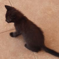 Gattino abituato in casa da compagnia