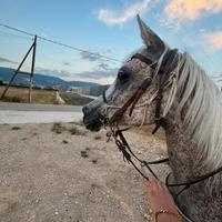 Cavallo