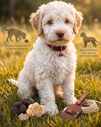 Cucciola di Lagotto 4 mesi avviata