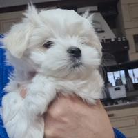 Maltese pedigree Enci