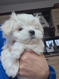 Maltese pedigree Enci