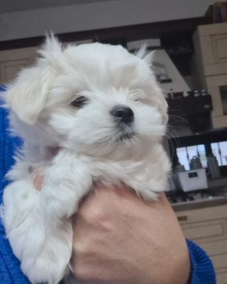 Maltese pedigree Enci