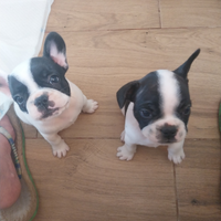 Cuccioli di bulldog francesi