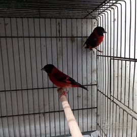 Cardinalini del venezuela