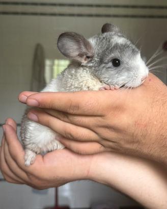 Cuccioli di cincillà