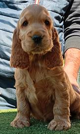 All.to Cocker Spaniel Inglese