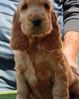 All.to Cocker Spaniel Inglese