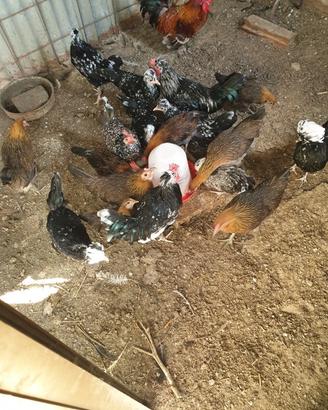 Gallinella nane da cova