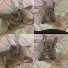 Cucciolo Bulldog Francese