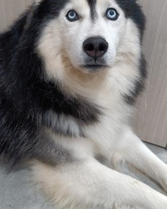 Siberian husky