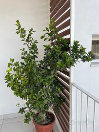 Pianta bonsai alto 1,5 m