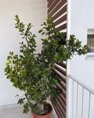 Pianta bonsai alto 1,5 m