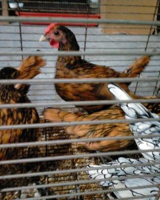 Galline Sebright