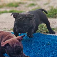 American bully exotic