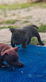 American bully exotic