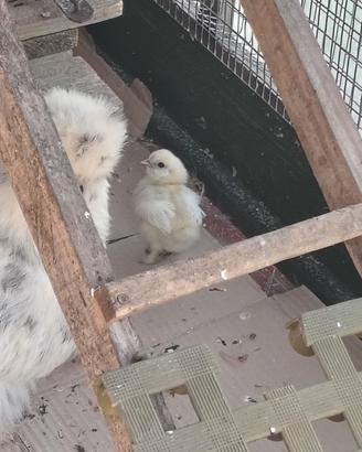 Galline moroseta