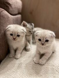 Scottish Fold