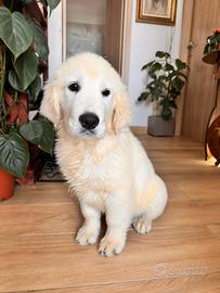 Golden retriever maschio pedigree