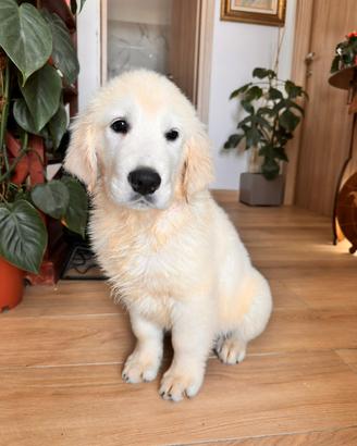 Golden retriever maschio pedigree