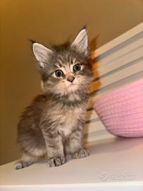 Maine coon femmina