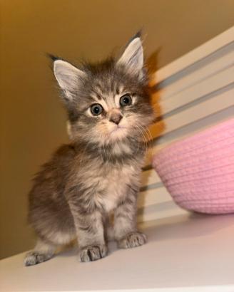 Maine coon femmina