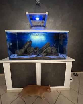 Acquario 125X60X60