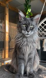 Maine Coon