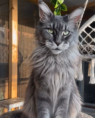 Maine Coon