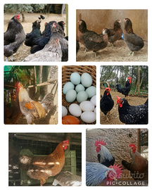 Eggs galline razze leggere