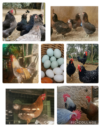 Eggs galline razze leggere