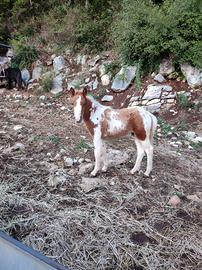 puledri razza poni