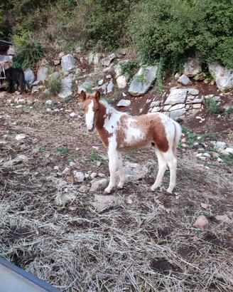 puledri razza poni