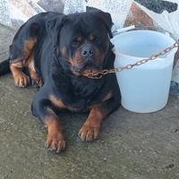 Rottweiler