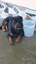 Rottweiler