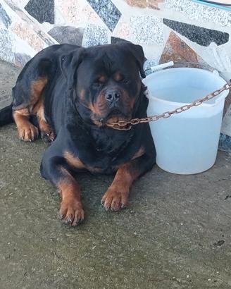 Rottweiler